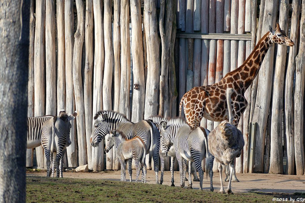 Grévy-Zebra, Rothschildgiraffe (Uganda-Giraffe, Baringo-Giraffe), Nordafrikanischer Strauß (Nordafrikanischer Rothalsstrauß)