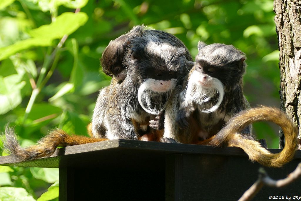 Rotschwänziger Kaiserschnurrbarttamarin, Jungtiere geb. 10.4.18 (6 Wochen alt)