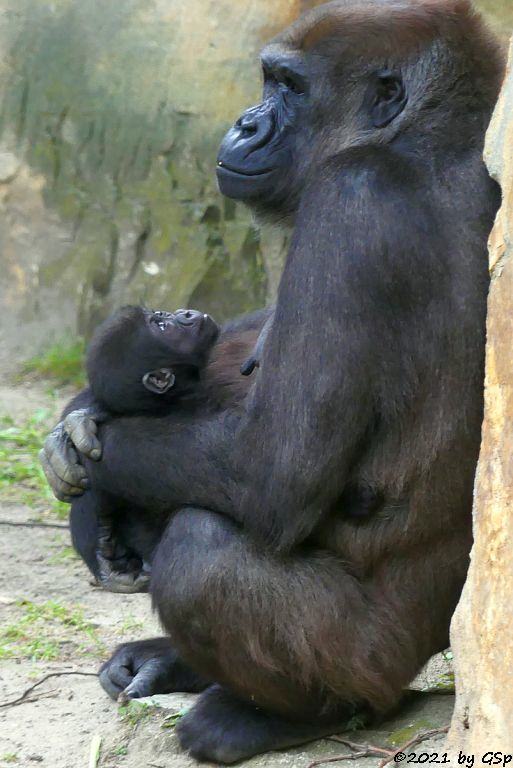 Flachlandgorilla TILLA (geb. 15.2.21) mit Mama BIBI