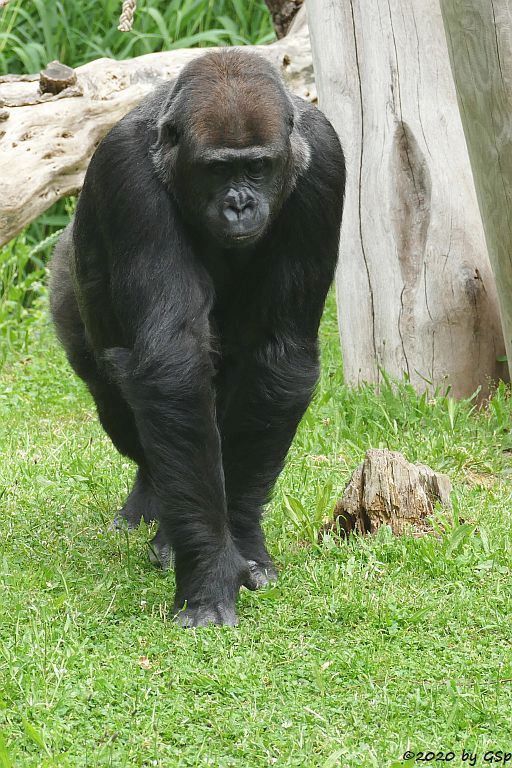 Flachlandgorilla