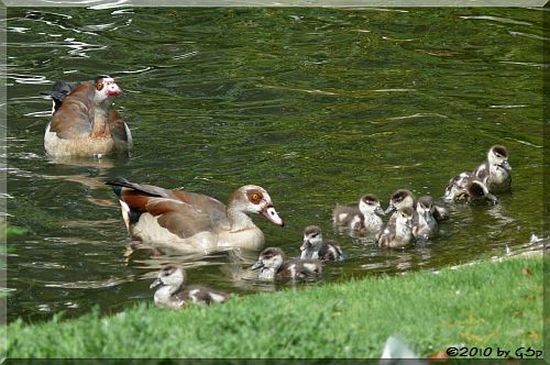 Nilgans-Familie