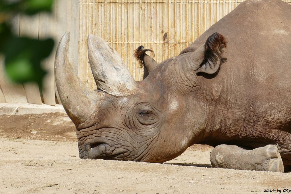 Südzentralafrikanisches Spitzmaulnashorn (Südliches Spitzmaulnashorn) KALUSHO