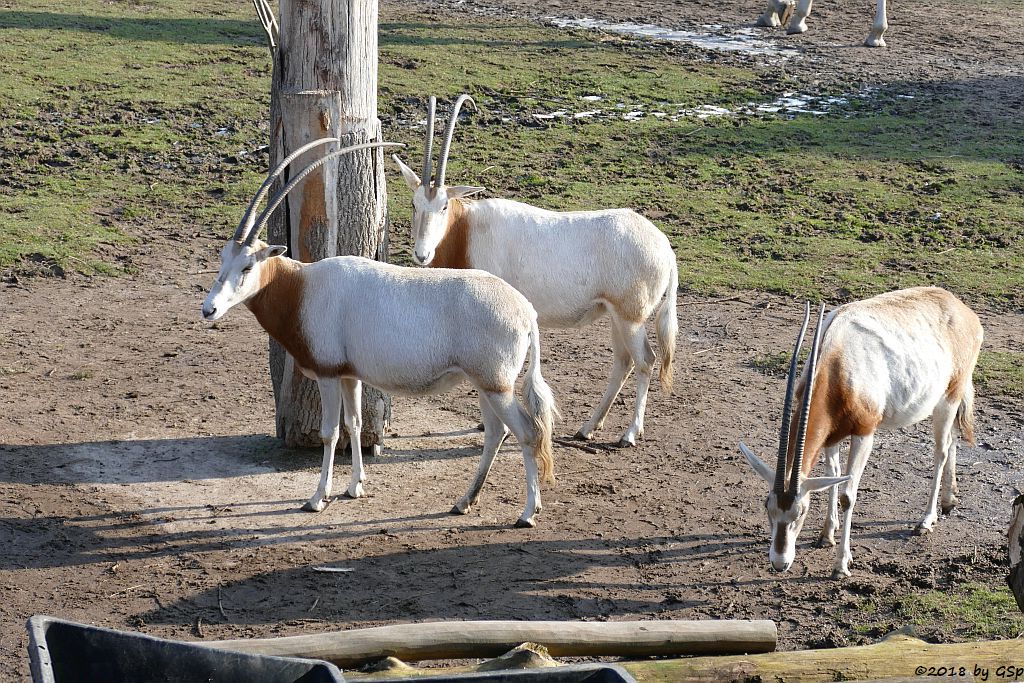 Säbelantilope