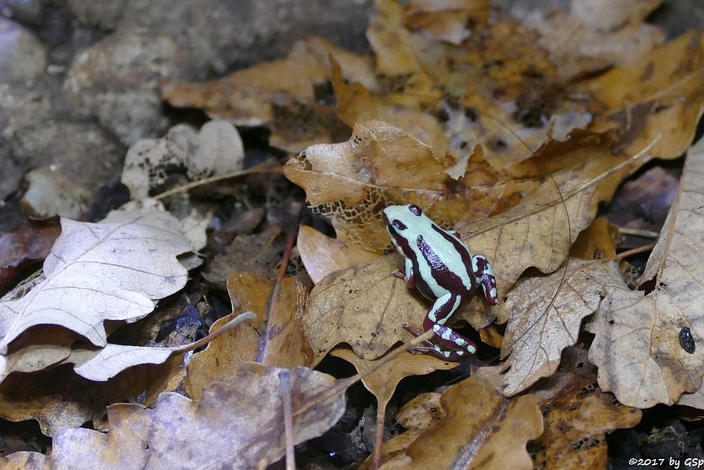 El-Oro-Blattsteiger (Dreistreifen-Baumsteigerfrosch, Anthony's Pfeilgiftfrosch)