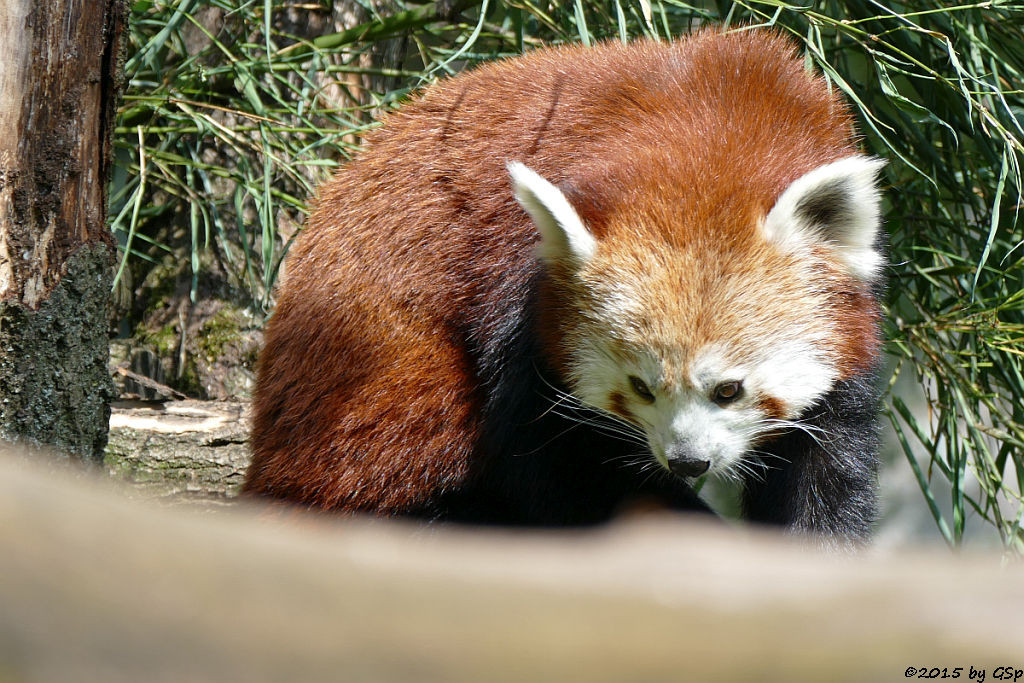 Kleiner Panda