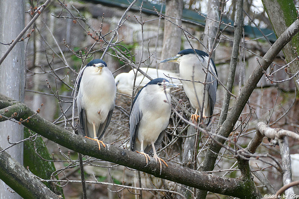 Nachtreiher, Seidenreiher