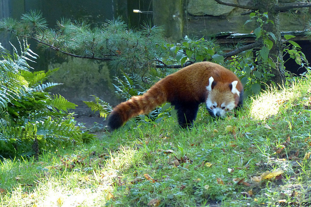 Westlicher Kleiner Panda (Westlicher Katzenbär, Nepalesischer Roter Panda)