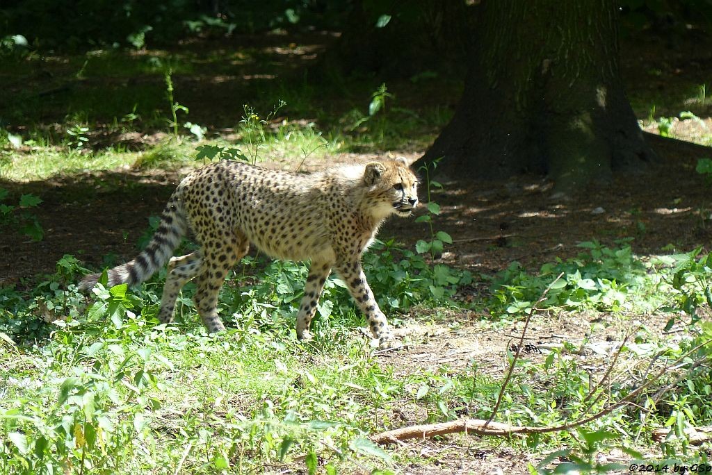 Gepard