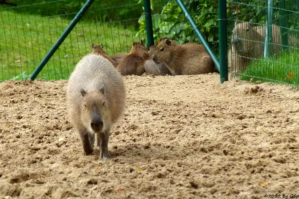 Capybara