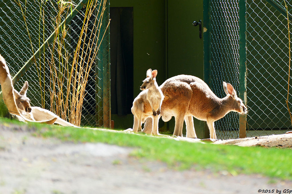 Rotes Riesenkänguru