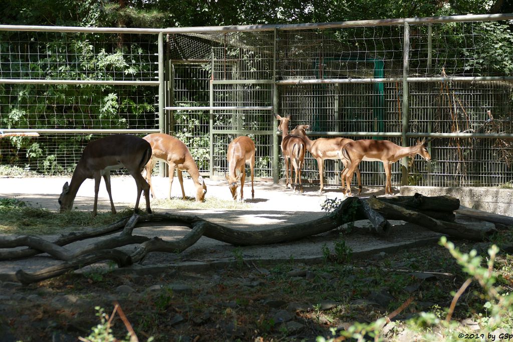 Gewöhnliche Impala (Schwarzfersenantilope)