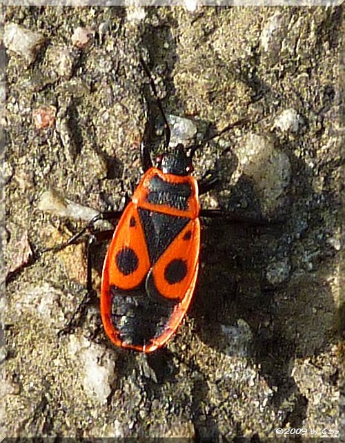Feuerwanze