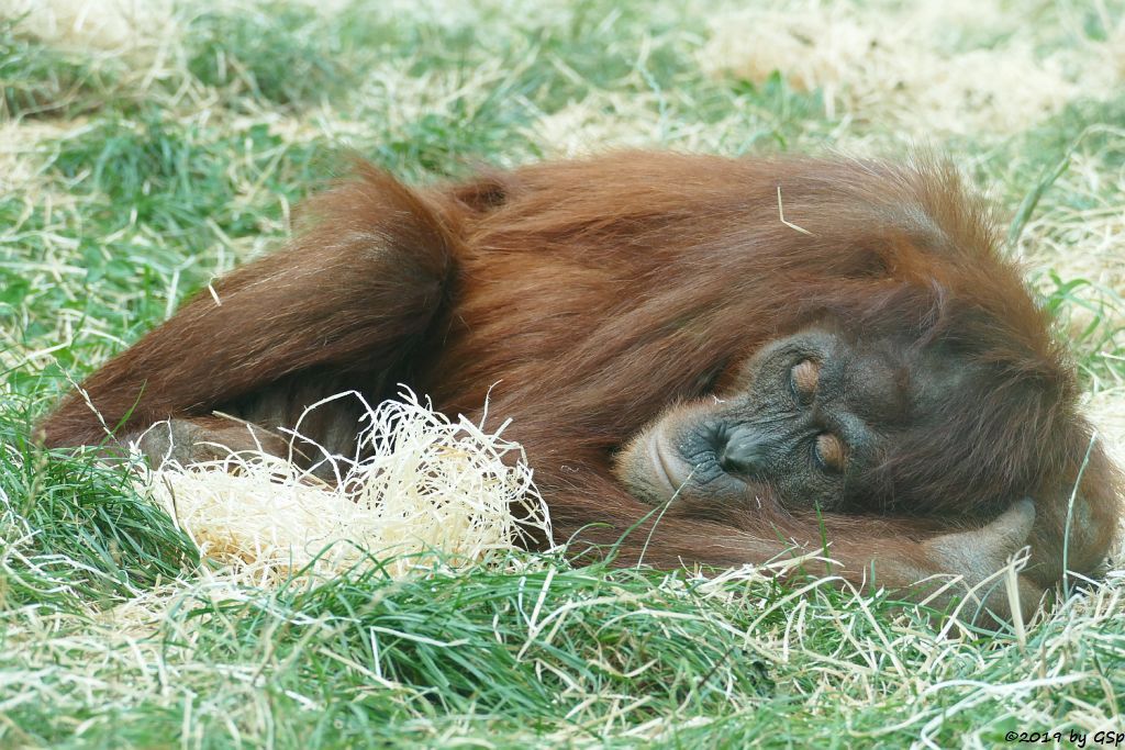 Sumatra-Orang-Utan INDAH