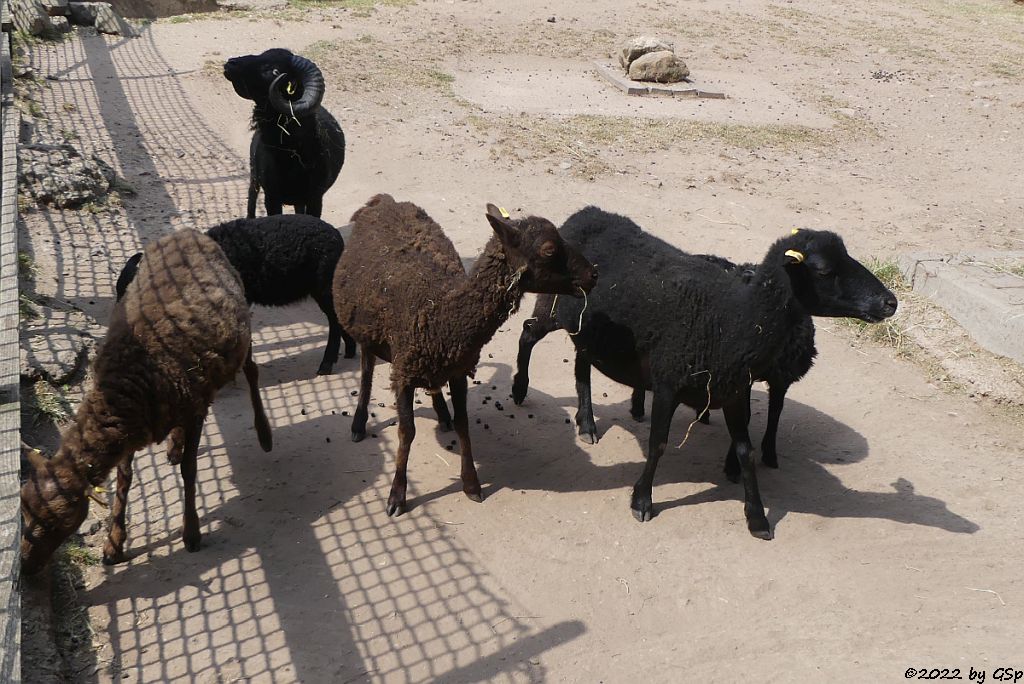 Ouessantschaf (Bretonisches Zwergschaf)