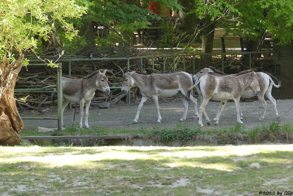 Kulan (Turkmenischer Halbesel)