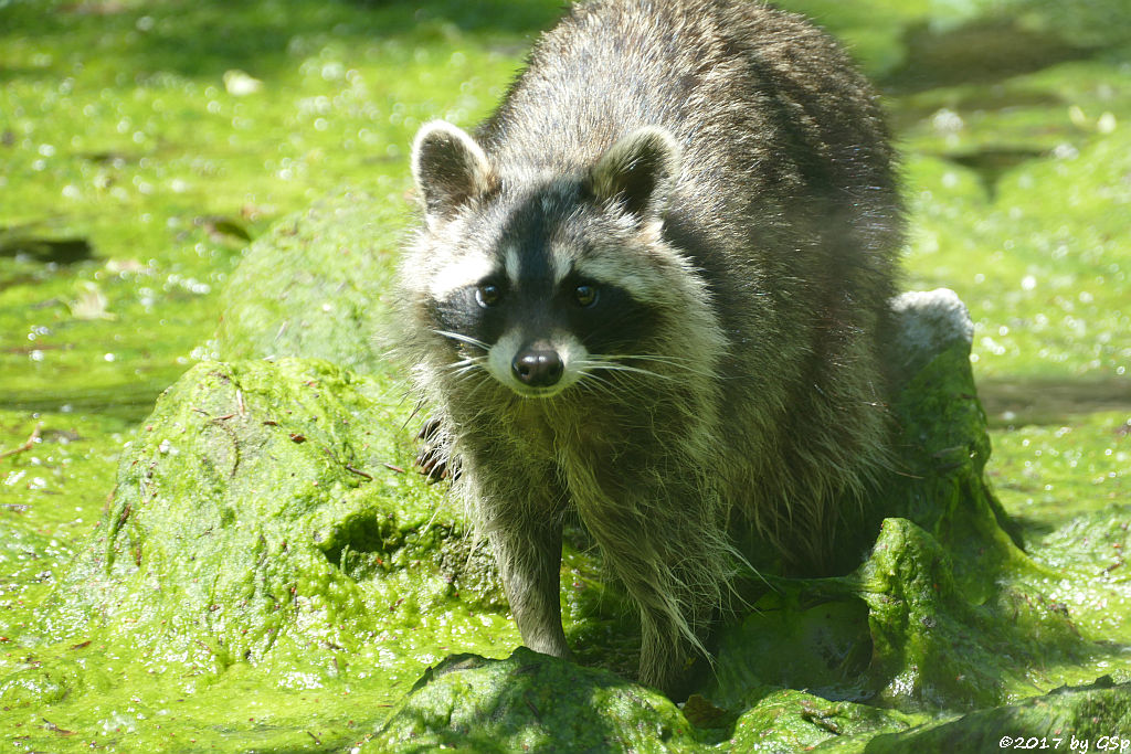 Nordamerikanischer Waschbär