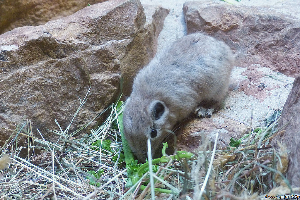 Gundi, Jungtiere geb. am 27.2. + 18.3.14