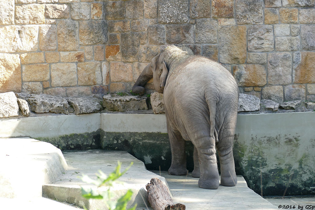 Asiatischer Elefant ASHA, geb.14.02.13