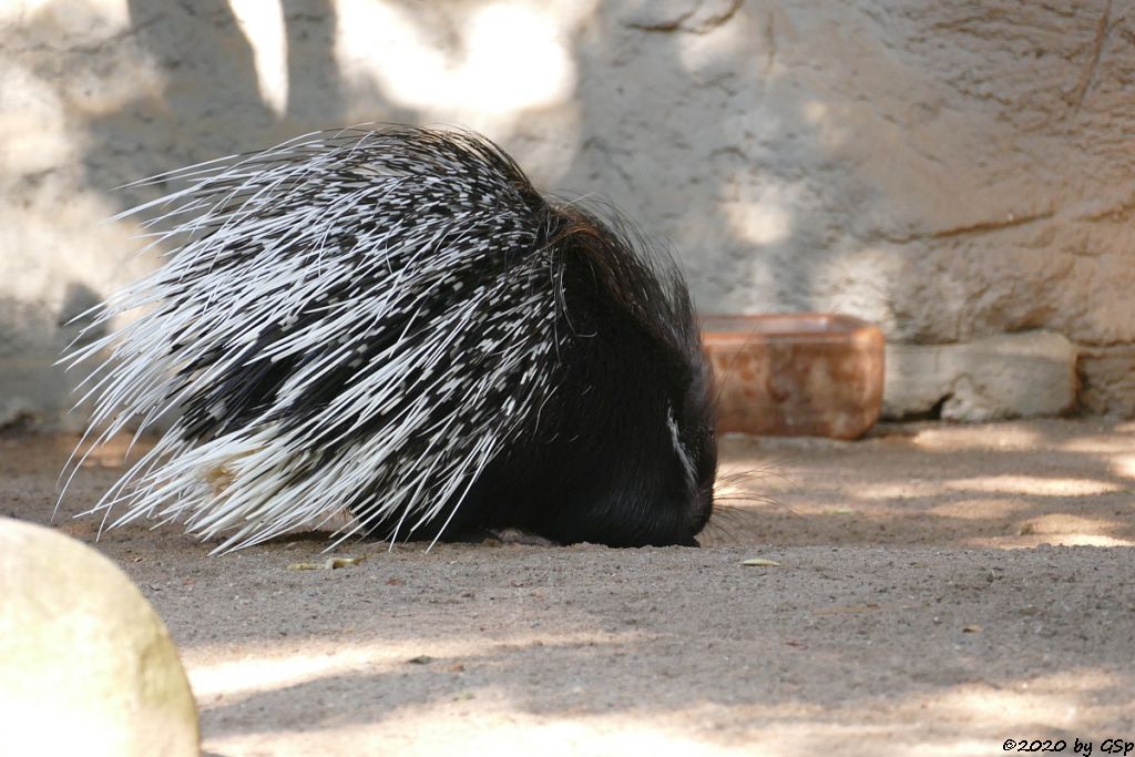 Weißschwanz-Stachelschwein (Indisches Stachelschwein)