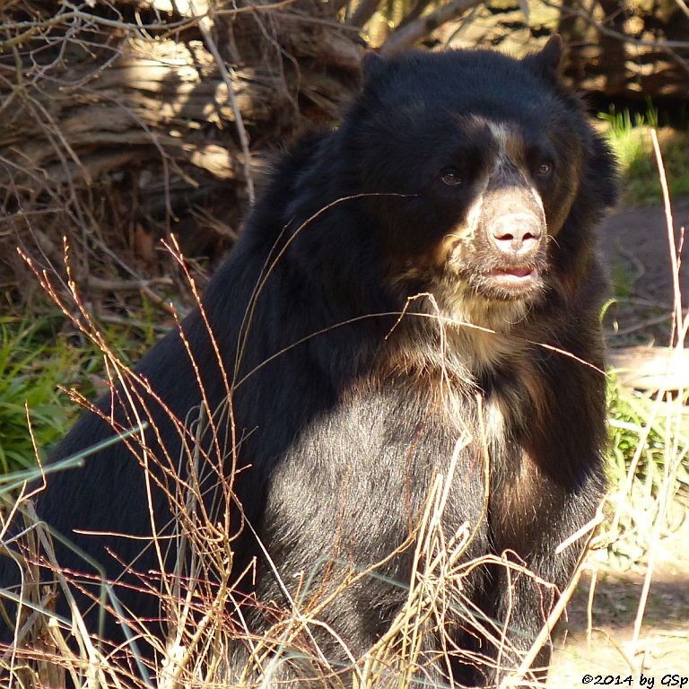 Brillenbär NOBODY