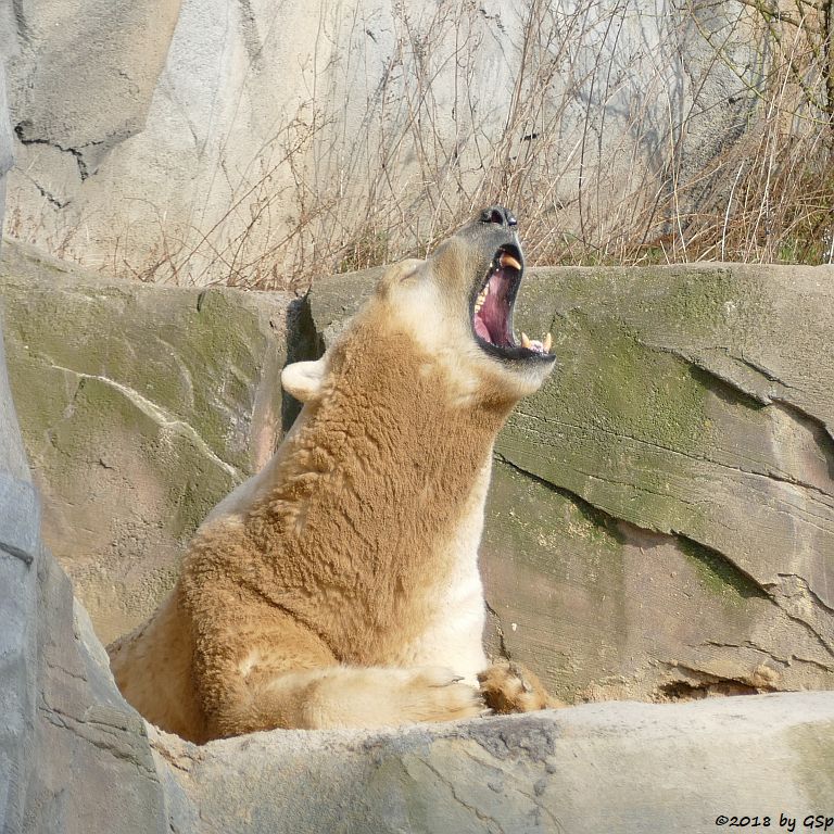 Eisbär (Polarbär)