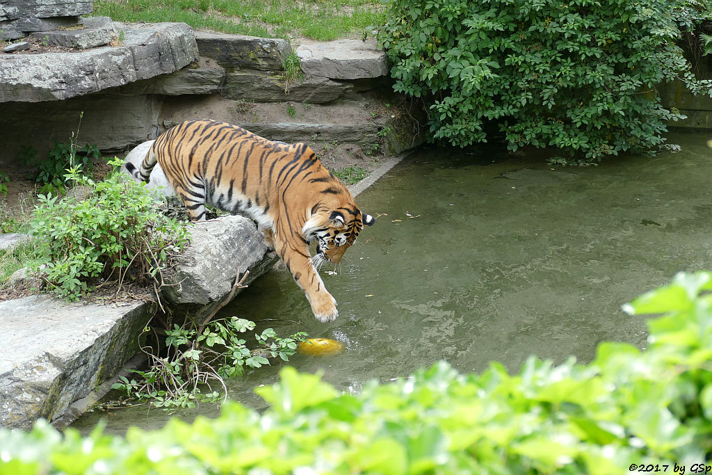 Amurtiger (Sibirischer Tiger, Mandschu-Tiger) SERGAN