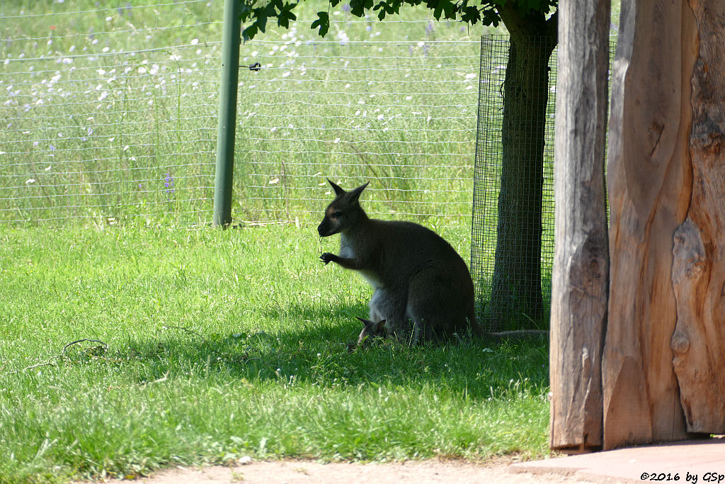 Bennettkänguru