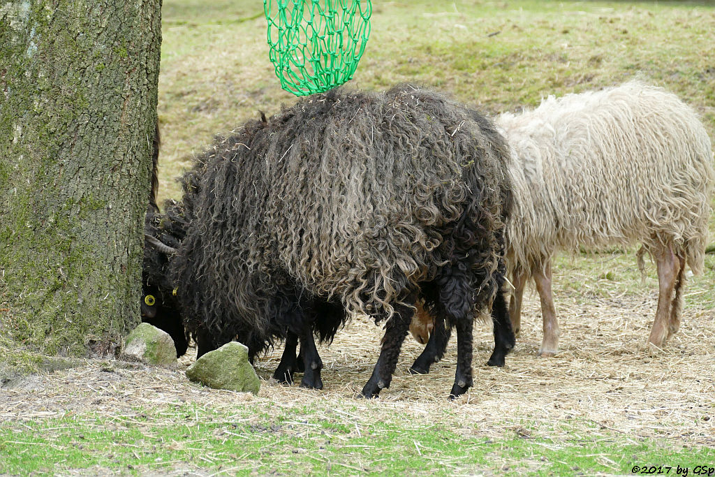 Ungarisches Zackelschaf