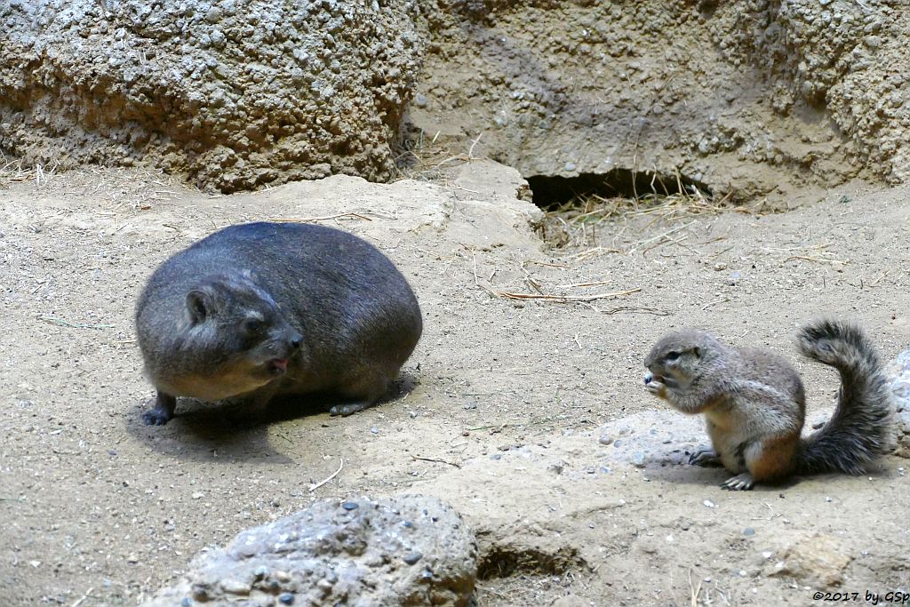 Klippschliefer (Kap-Klippschliefer), Kap-Borstenhörnchen