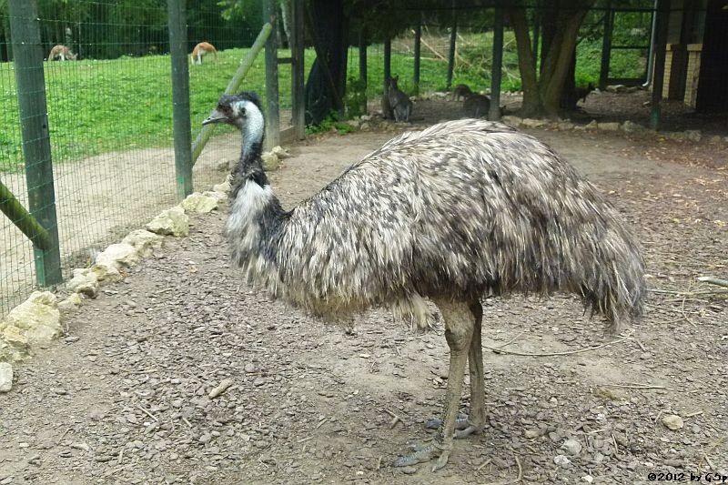  Emu