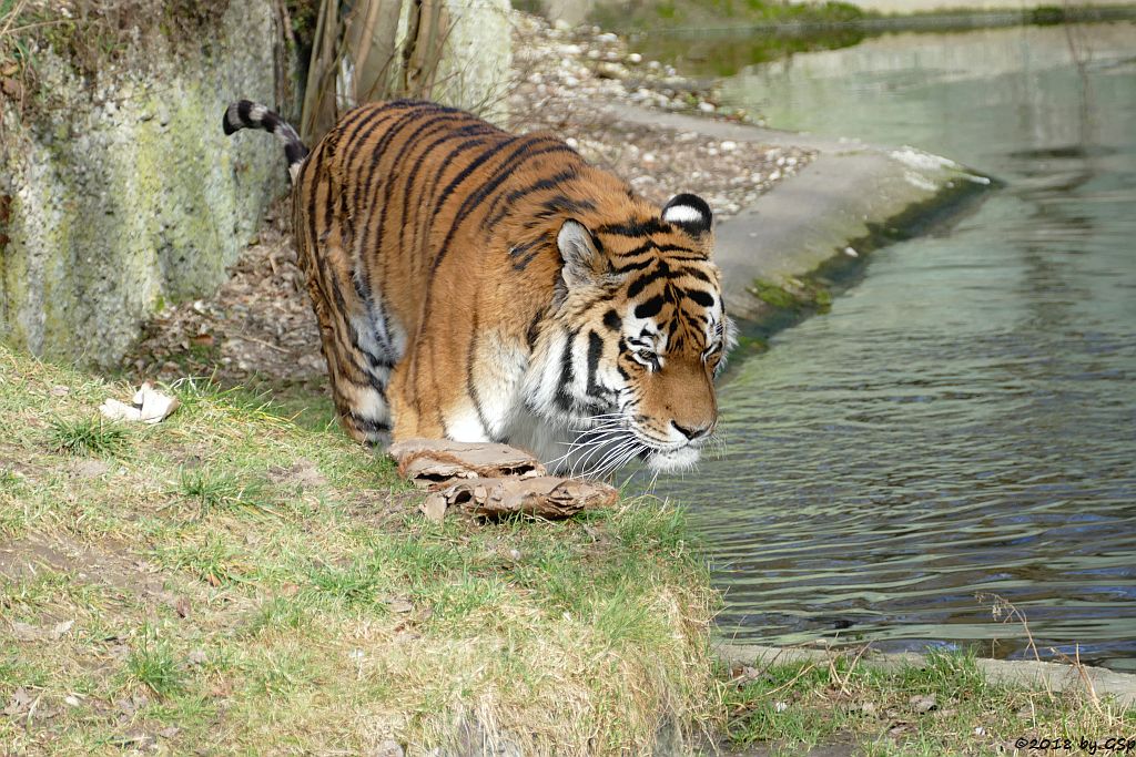 Amurtiger (Sibirischer Tiger, Mandschu-Tiger) JEGOR