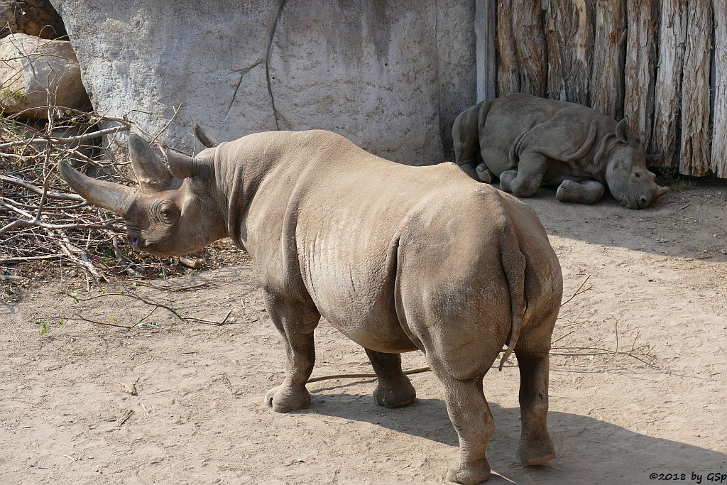 Spitzmaulnashorn (Spitzlippennashorn, Doppelnashorn)