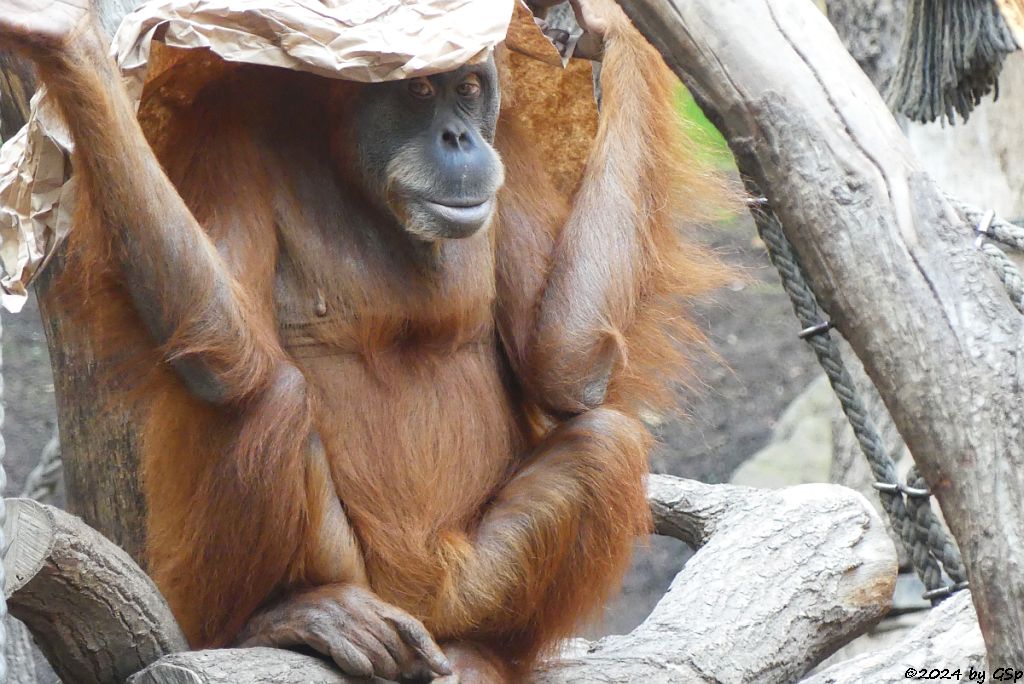 Sumatra-Orang-Utan