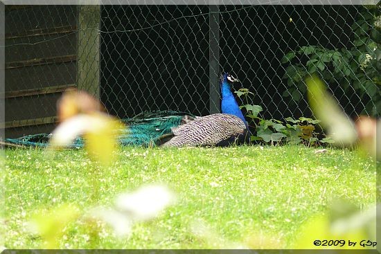 Blauer Pfau