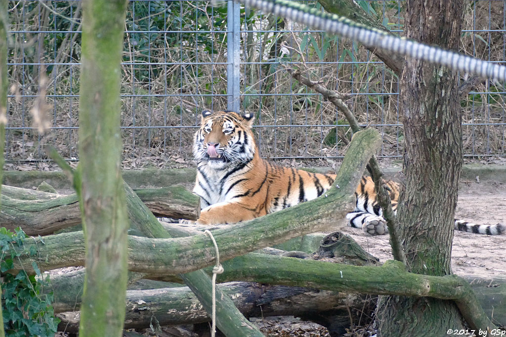 Amurtiger (Sibirischer Tiger, Mandschu-Tiger) SERGAN