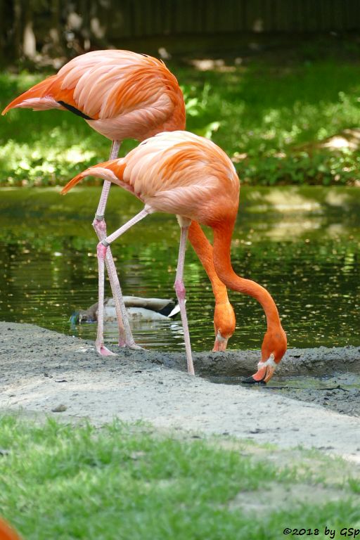 Kubaflamingo (Karibischer Flamingo, Roter Flamingo)