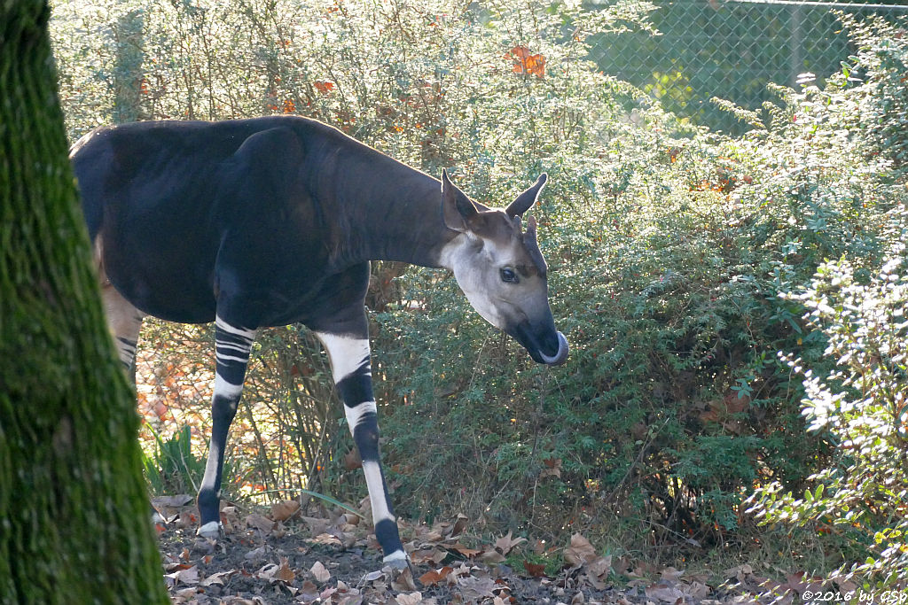 Okapi