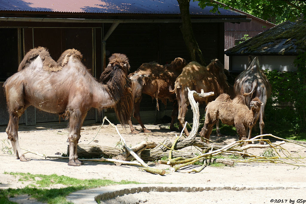 Trampeltier (Zweihöckriges Kamel, Hauskamel)