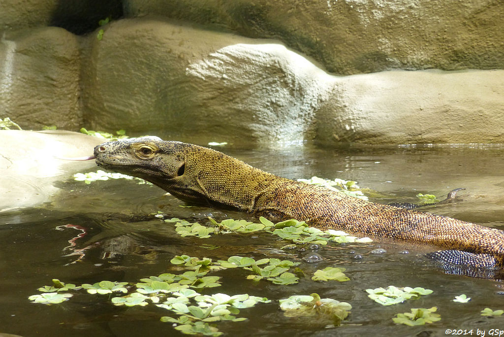 Komodowaran