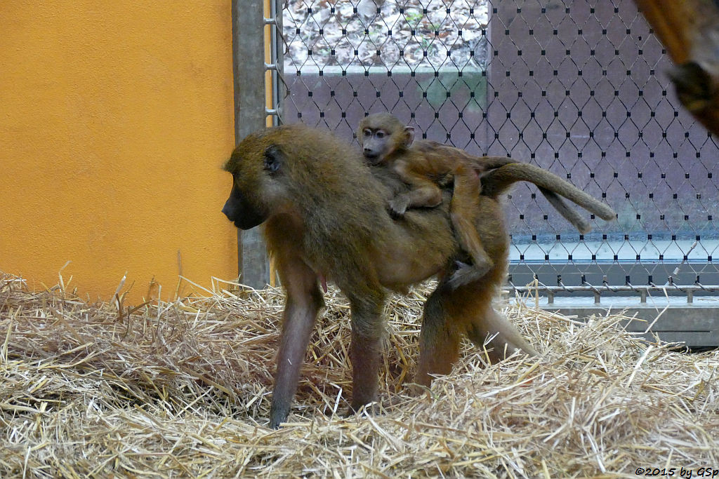 Sphinx-Pavian (Guinea-Pavian, Roter Pavian)