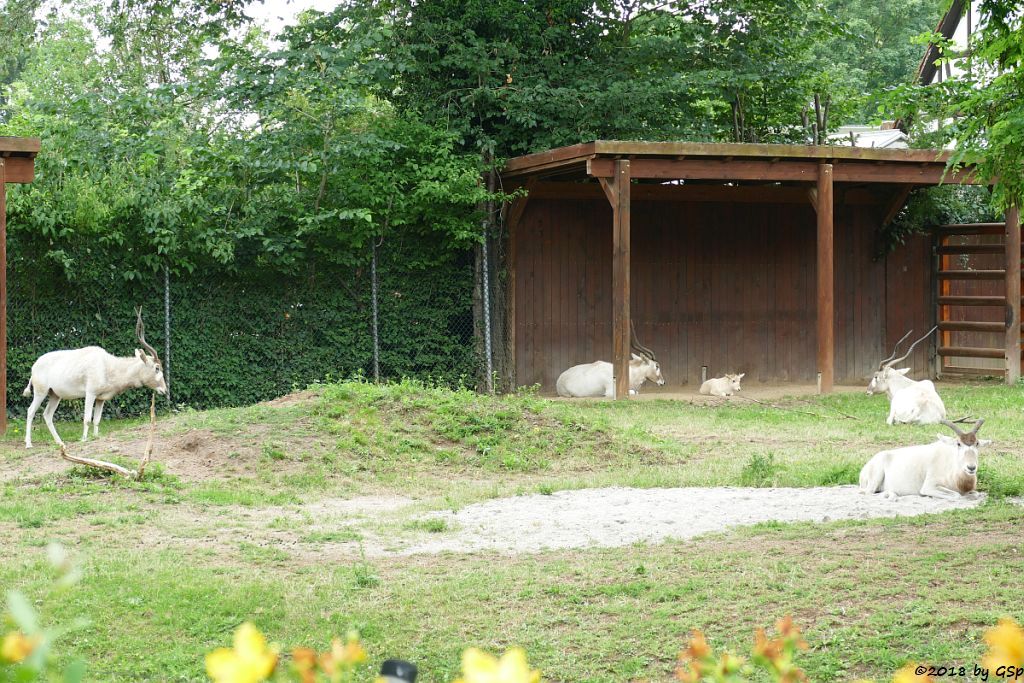 Mendesantilope (Addax), Jungtier geb. am 19.5.18 (4 Wo)