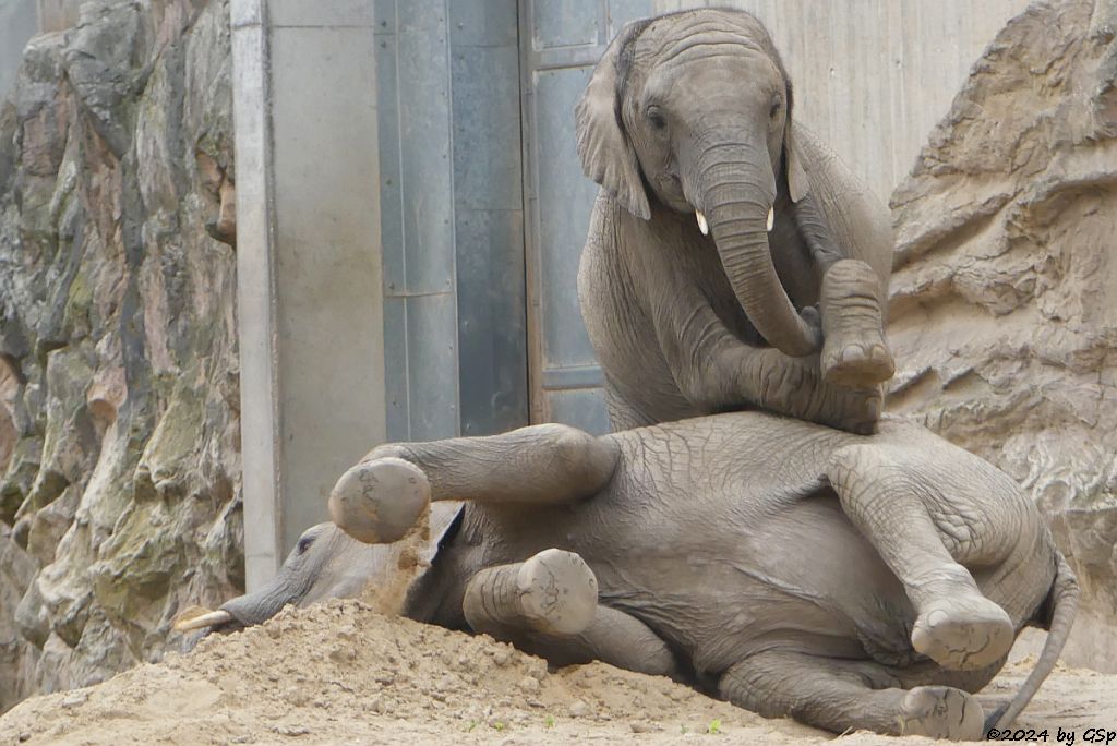 Elefanten Zoo Halle: TAMIKA, ELANI