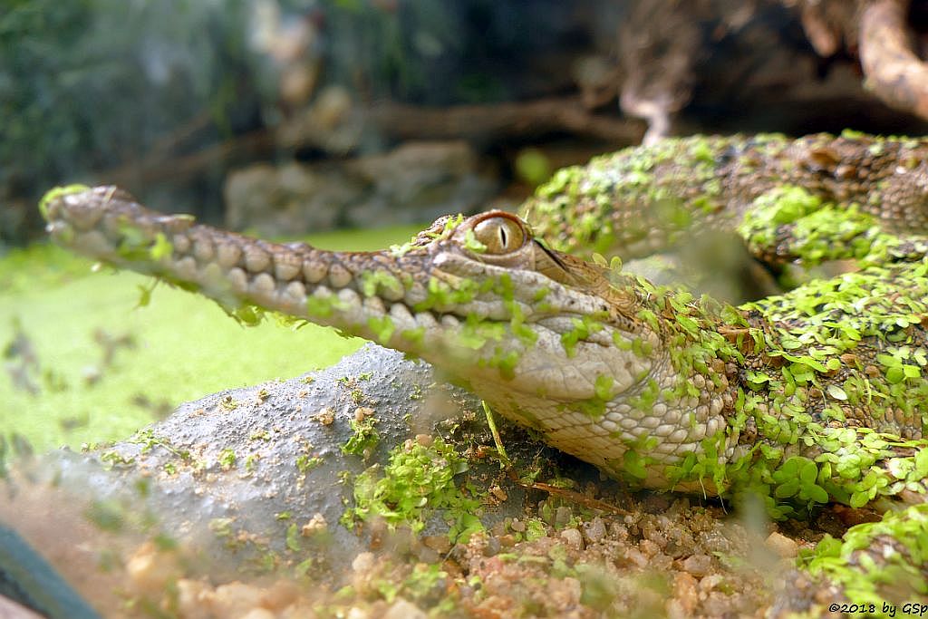 Australisches Süßwasserkrokodil (Johnstonkrokodil)