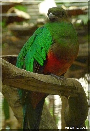 Goldkopf Quetzal (Goldkopftrogon)