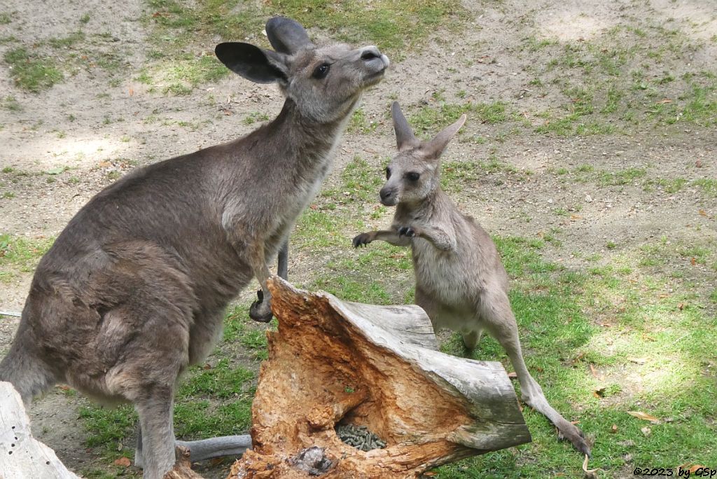 Östliches Graues Riesenkänguru