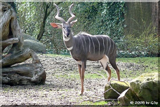 Kleiner Kudu