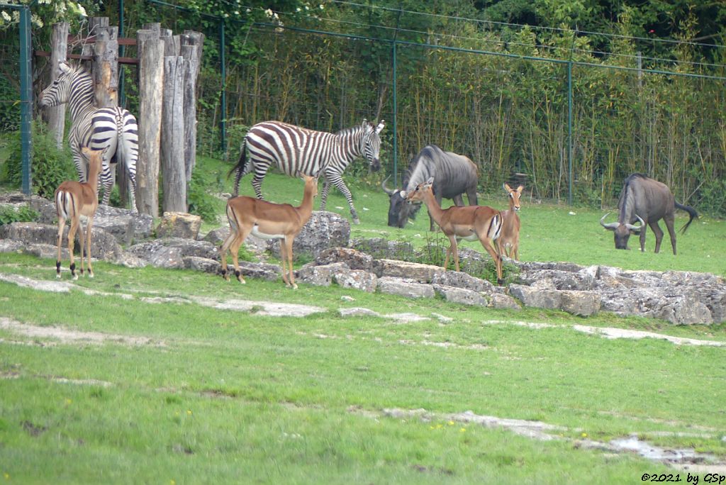Impala (Schwarzfersenantilope), Böhm-Steppenzebra (Grant-Zebra), Südliches Streifengnu (Blaues Gnu)