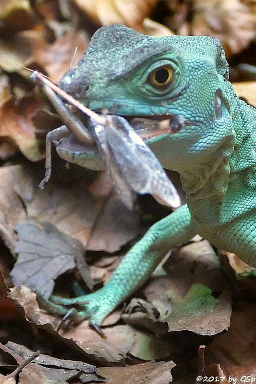 Stirnlappenbasilisk (Federbuschbasilisk)