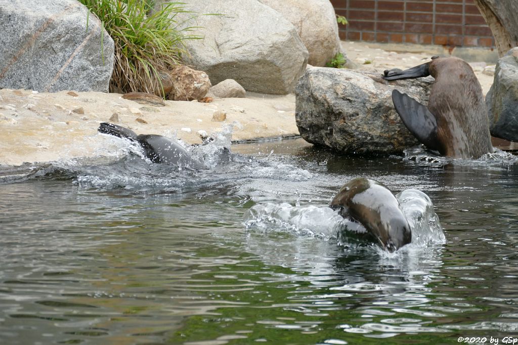 Kalifornischer Seelöwe, Südafrikanischer Seebär (Zwergseebär, Kap-Seebär) LIPPI