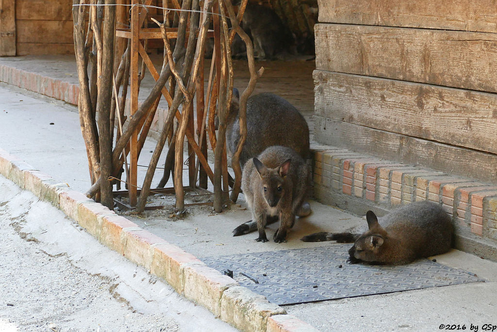 Bennettkänguru (Rotnackenwallaby)